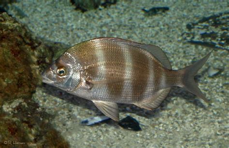 chopa fish|Zebra.